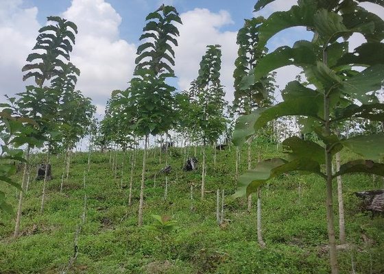東カリマンタンのチークとメランティーの混交林