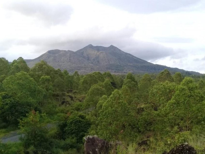 バリ島バツール山の再生した森