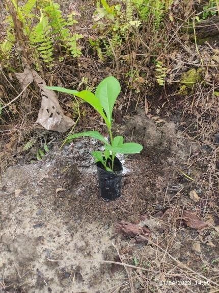 植えられたチークの苗木