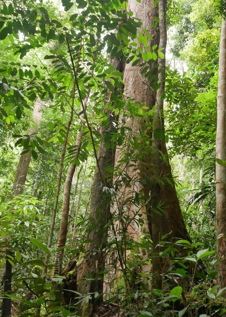 東カリマンタンで24年かけて育った大きなメランティーの木
